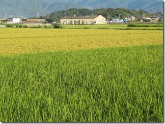 田んぼの色が秋めいてきました。